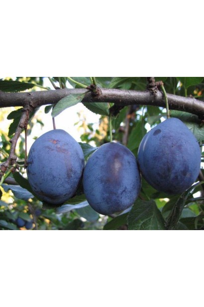 Слива домашня Угорка